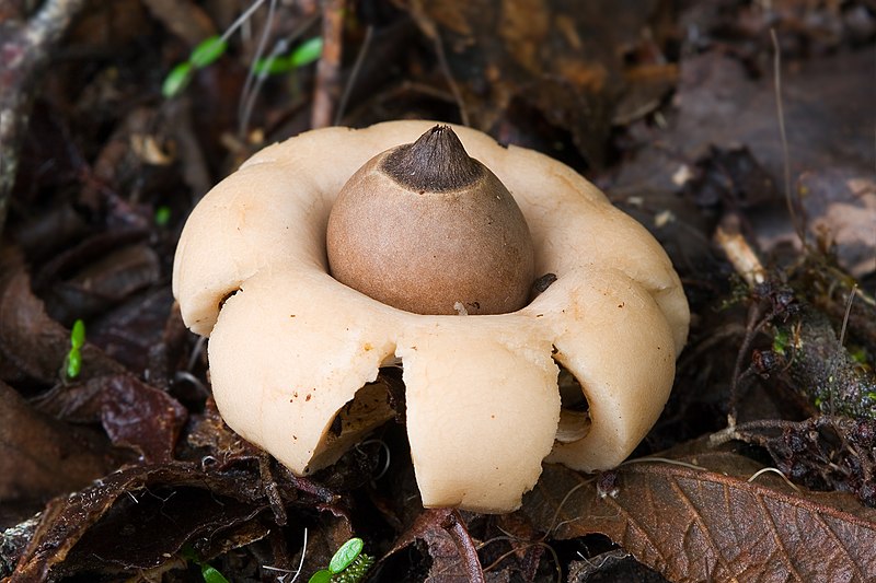 Geastrum saccatum