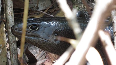 Land mullet, Mullumbimby, New South Wales, Australia