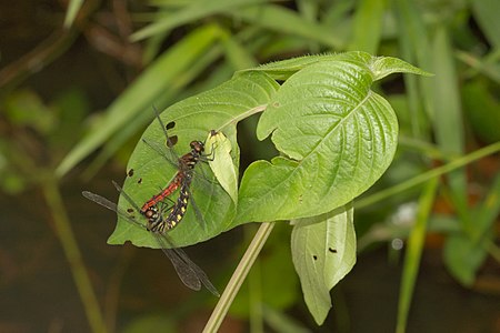 Lyriothemis acigastra mating pair