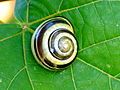 Cepaea nemoralis