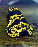 Sapo (Dendrobates leucomelas)