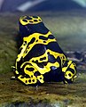 Dendrobates leucomelas