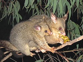 Лисий кузу (Trichosurus vulpecula)