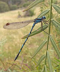 Common blue damselfly