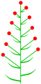 Inflorescence frondo-bracteate, ing wangun saka transisi.