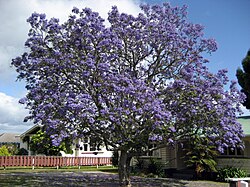 Tarqu (Jacaranda mimosifolia)