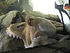 Paul the Octopus in his aquarium tank next to a football boot marked with the German flag colours