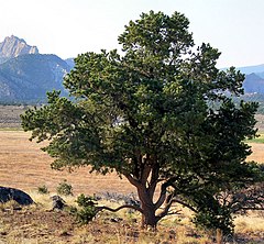 Description de l'image Pinus edulis Torrey-UT.jpg.