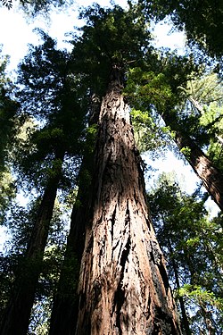 Exemplar de uma Sequoia sempervirens.