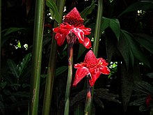 Etlingera elatior