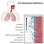 Thumbnail for Respiratory epithelium