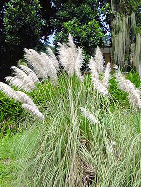 Cortaderia