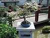 Thorny-olive (Elaeagnus pungens) in the form of a bonsai