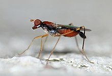 Fly March 2010-1.jpg