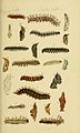 Larva and pupa (figures 10 and 10a)