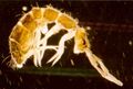 a springtail showing the furcula