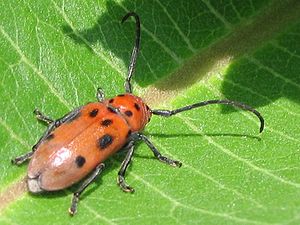 Tetraopes tetrophthalmus