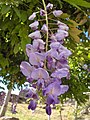 Conto saka inflorescence ebracteate ing wisteria, Wisteria sinensis