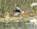 Guifette moustac (sous-espèce C. h. javanicus)