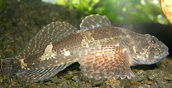 Chabot (Cottus gobio)