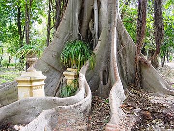 Radici laocoontiche del Ficus macrophylla