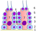 Thumbnail for Sertoli cell