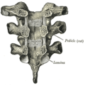 앞에서 바라본 척추뼈고리(vertebral arch)