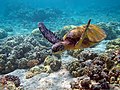 Green turtle Credit: Mila Zinkova License: CC-BY-SA 2.5/2.0/1.0, GFDL