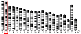 Chromosome 2 (mouse)