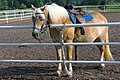 Harnaché pour l'équitation Western.