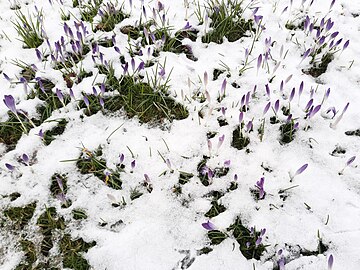 crocus in snow