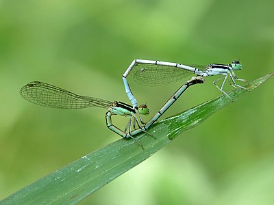 Agriocnemis pieris mating pair (female white form)