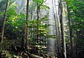 Image 1Old-growth European beech forest in Biogradska Gora National Park, Montenegro (from Old-growth forest)