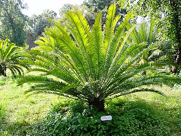 Encephalartos woodii