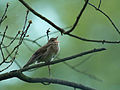 De krekelzanger (Locustella fluviatilis), een algemene broedvogel in de Biebrzavallei.