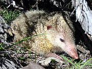 Yellow tenrec