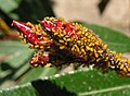 Aphis nerii (Aphididae, Sternorrhyncha, Homoptera)