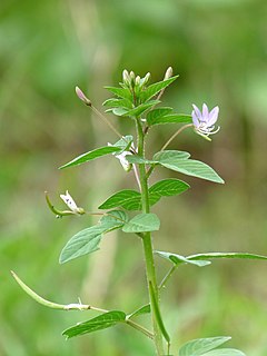 Description de l'image Cleome rutidosperma.jpg.