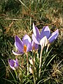 Crocus imperati 'De Jager'