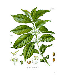 Araabia kohvipuu Coffea arabica