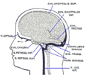 Dural veins