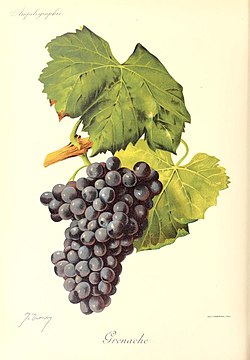 Grenache