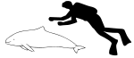 Harbour porpoise size