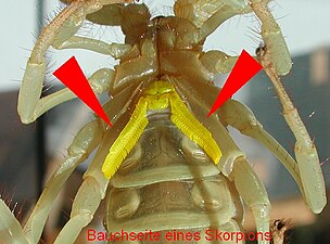 サソリの櫛状板（赤印先の黄色部分）