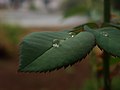 A raindrop on a leaf