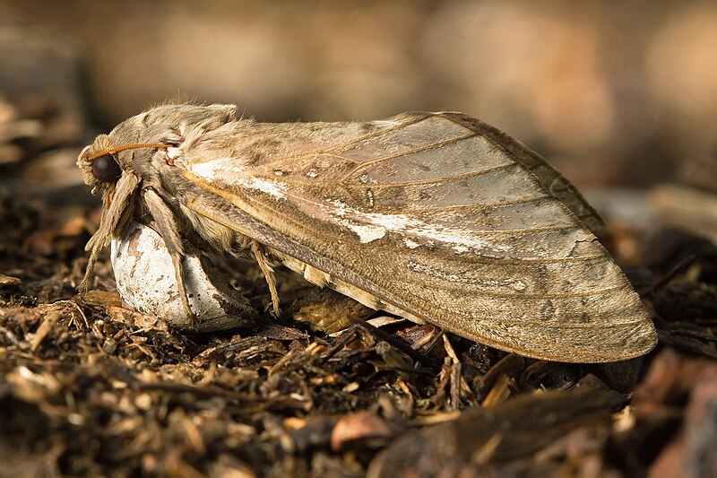 Abantiades latipennis