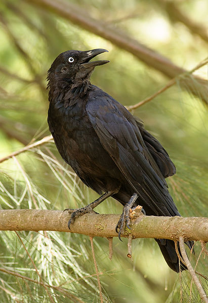 An Australian raven, the subject of another featured article