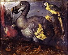 Painting of a dodo, with a red parrot on its left side, and a blue one at its right