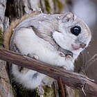 Ezo flying squirrel