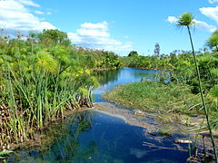 La fonte Ciane con i suoi papiri